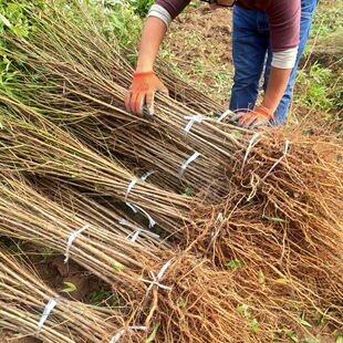 �Nֲ�S�Ҙ��������S�Ҙ��������޽��S�Ҙ����ϱ����Nֲ������