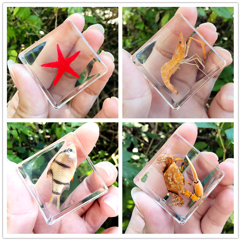 피콕 블루 마린 4 모델