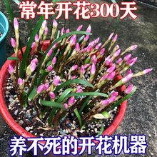 四季开花重瓣风雨兰种球庭院阳台绿植盆栽花卉植物内好养易活韭兰