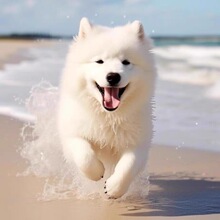 批发萨摩耶幼犬活体纯种萨摩耶雪橇犬宠物批发价格幼崽萨摩耶