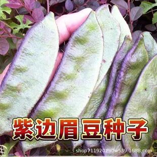 ��߅ü���N����߅�ⶹ�i�����ļ������ײ��N���\ݔ�S�a�߲˷N��