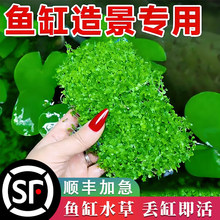 ���ذ�����ˮ���ձ�ſ�ذ�����ˮ��ֲ�����B�~���쾰���Ã���ˮ�|