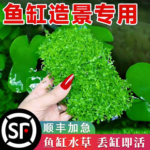 ���ذ�����ˮ���ձ�ſ�ذ�����ˮ��ֲ�����B�~���쾰���Ã���ˮ�|