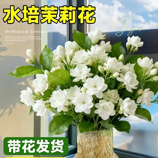 ˮ��ֲ�����������r�л� �ò廨�҃ȾGֲ�ļ��_��