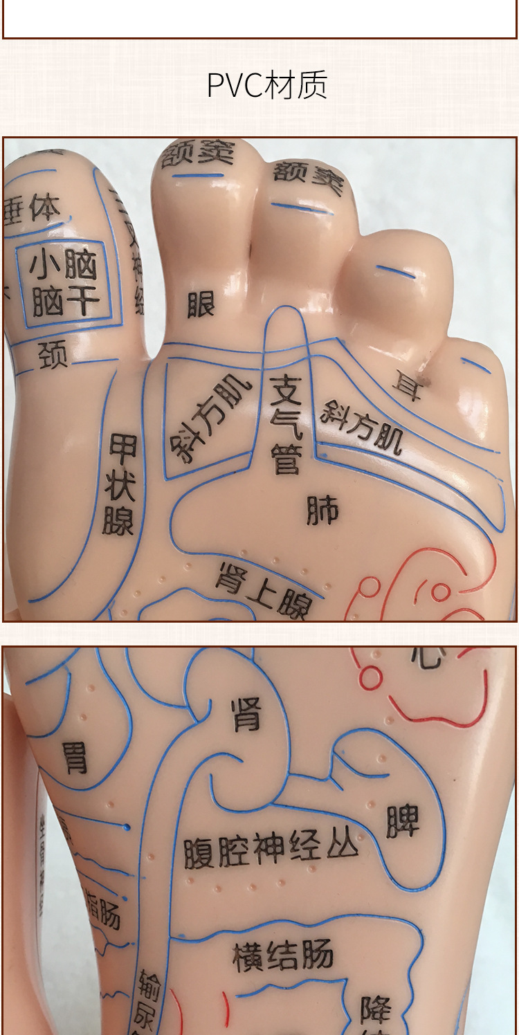 Foot Acupoint Reflexology Model with Clear Markings, Foot Reflex Zone Massager, Acupoint Stick, PVC Foot Model for Home Wellness Routine detail image