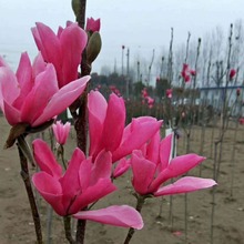 娇红玉兰花树苗香玉兰二乔红牡丹玉兰花树庭院别墅阳台耐寒风景树