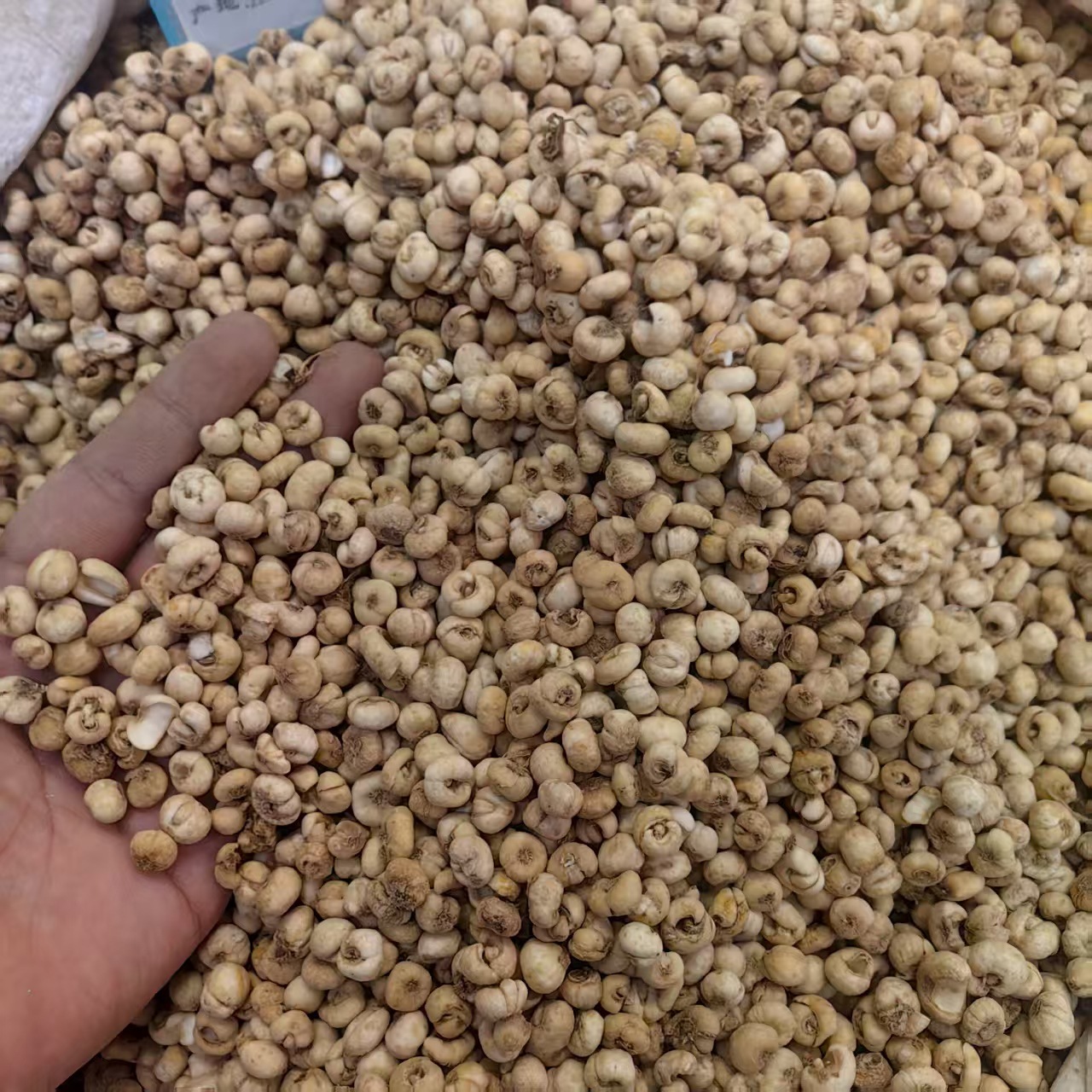 Zhejiang Fritillaria Bulbus Zhe Bei Mu Powder 500g Traditional Herbal Ingredient specifications
