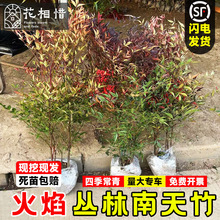 ���������ͥԺ�ͺ����Ի����ļ������L������慲�����������Ϙ�