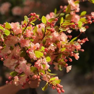 ���潁�����Ļ���տ�������滨������ʽ���LDIY�l���^h���ٻ�