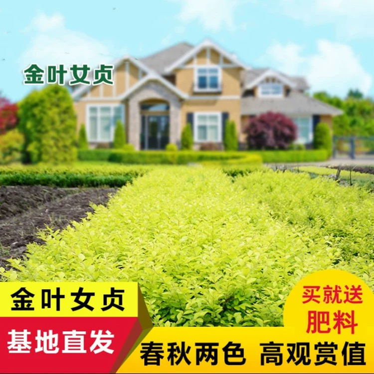 Озеленение Золотой Лист Привет Дерево Рассада Двор Сообщество Ландшафтный дизайн Золотой Привет Вечнозеленые Двор Растения