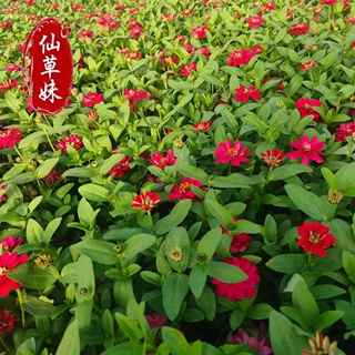 定制百日红盆栽 大花百日红苗 高速绿化工程苗庭院花坛风景花苗