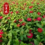 定制大花高速风景工程苗