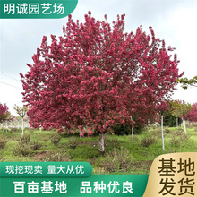 基地供应8公分绚丽海棠各种规格庭院地栽10公分北美海棠西府海棠