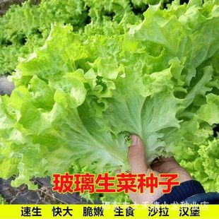 �ļ��������˷N�������ѷN�����������Դ����̨�����＾�߲˷N��