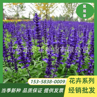 Blue Sage Flower Seeds, a Bunch of Orchid Seeds, Perennial Cold-Resistant Four-Season Sowing Courtyard Landscape Flower Seeds