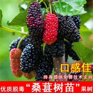 ɣ�ؘ����ɣ��o�Ѵ�ʮɣ����޽�̨���L���ļ���ɣռ�ع������