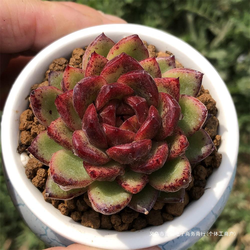 正版糖心水晶玫瑰 紫水晶杂交多肉植物 多肉植物 精品控养羽之园