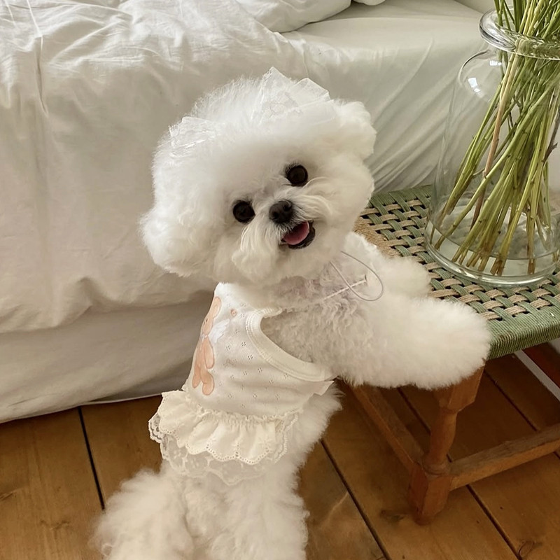 Dog Clothes for Bichon, Teddy, Pomeranian Small Dogs, White Lace Princess Dress, Thin Pet Dress, Anti-Shedding Dog Clothes for Bichon, Teddy, Pomeranian Small Dogs, White Lace Princess Dress, Thin Pet Dress, Anti-Shedding