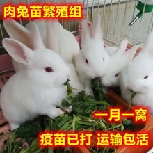 兔子活体大型肉兔苗新西兰小白兔比利时巨型肉兔苗月月兔可长15斤