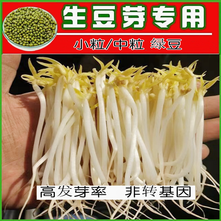 发豆芽绿豆生豆芽长绿豆芽小粒中粒非水培发芽豆可食用