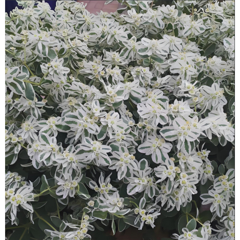 Semillas de flores, semillas de flores.