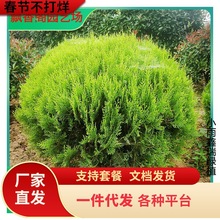一件代发洒金柏树苗球彩叶灌木类花卉观叶植物松柏类植物室外耐寒