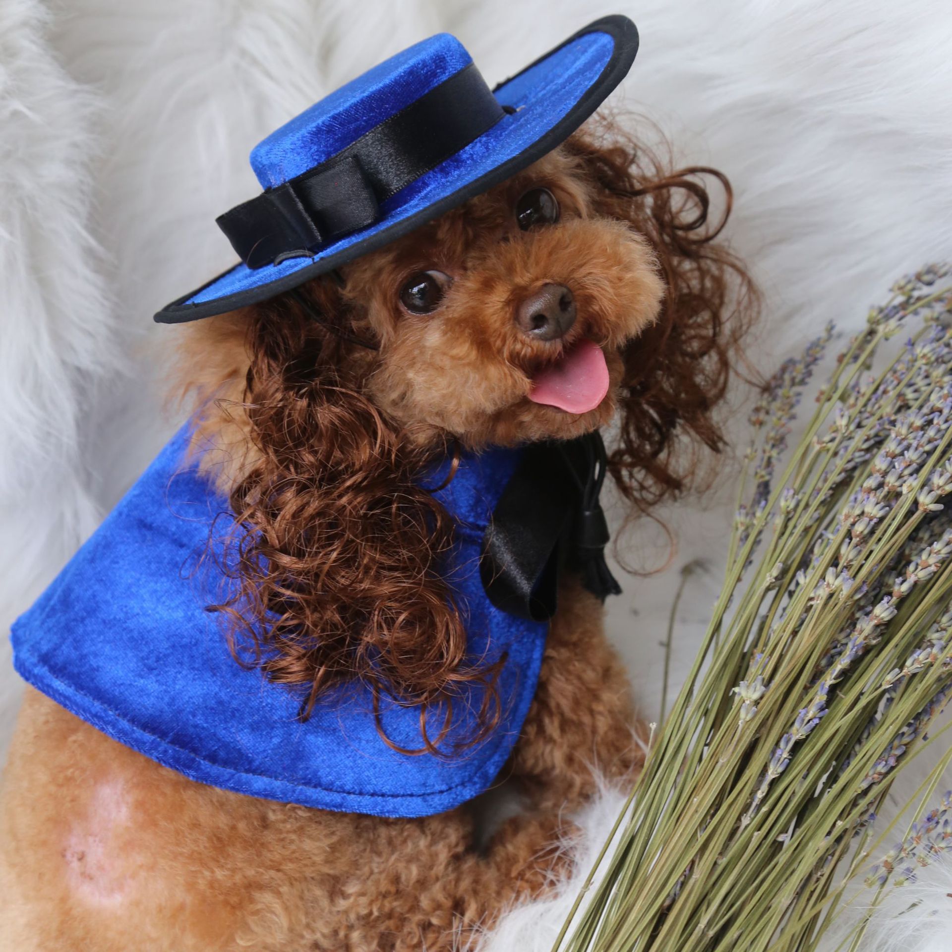 Costume di halloween per cani con mantello e cappello accessori_voghion.com