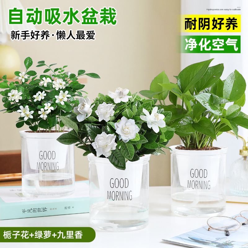 [인기 패키지]: 치자나무 + Jiulixiang + 포토스