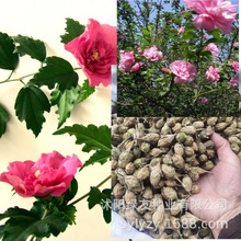 l^pľ~ľľȷNܽػGhͥԺеG