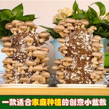 Ģ�������㹽����㹽�Nֲ�N������ƽ���̨�Nֲ�S��ֱ�N�羳���l