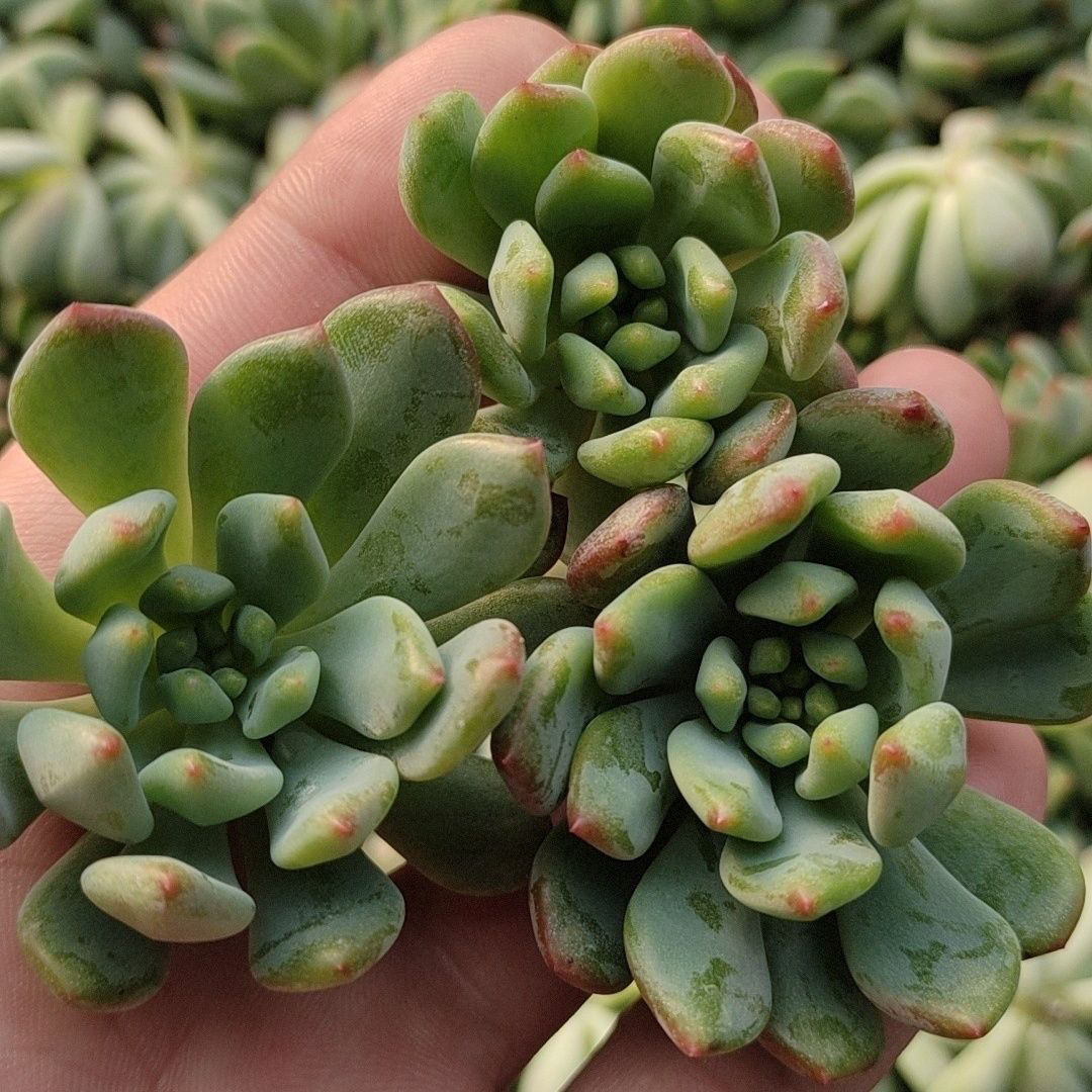 뿌리 없는 파란 사과 3개