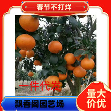 �޽ӟo��ɰ�ǽۘ����������۽۸��ٹ������ȫ�Ϸ��Nֲ����Y��