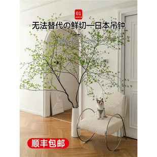 �ձ����Rֲ��ˮ�B�r��֦�l�҃ȿ͏d�M���R��ľˮ��Gֲ������Ի�