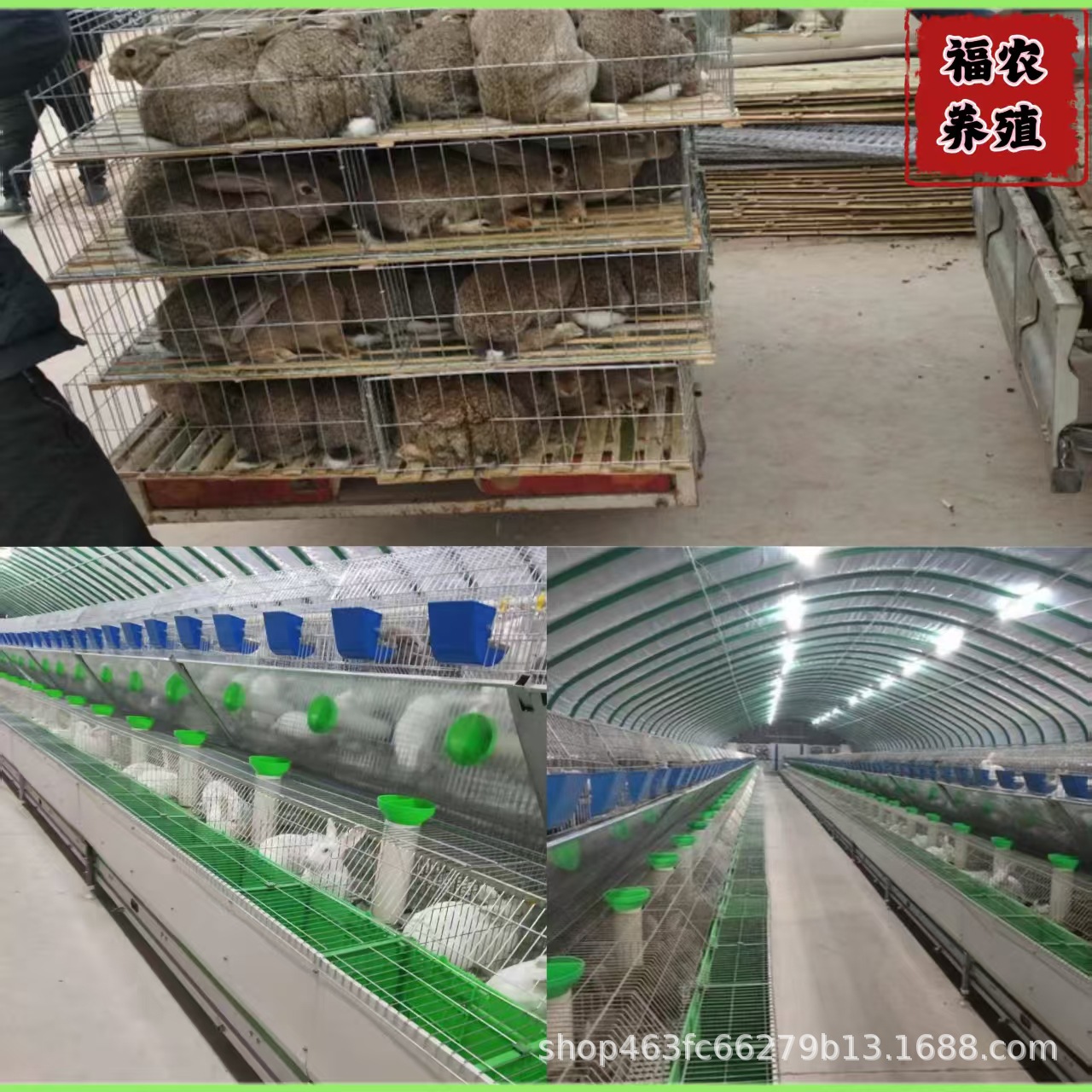 巨型公羊兔养殖基地