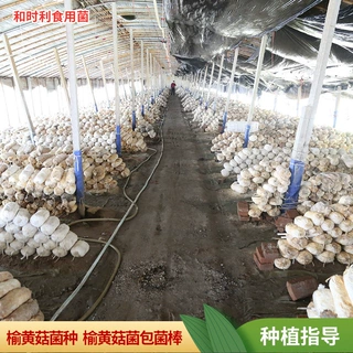 菌棒培育定制食用菌菌包家庭散户阳台种植金顶侧耳榆黄蘑种植菌棒