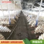 家庭培育种植定制食用菌