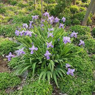Malanthus Herbal Florals Courtyard House Plant Blue Flower Iris Seedlings Potted Butterfly Orchid Landscaping Iris Seedlings
