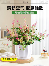 花叶络石盆栽络石花四季五彩叶花卉绿植室内垂吊植物垂丝彩虹批发