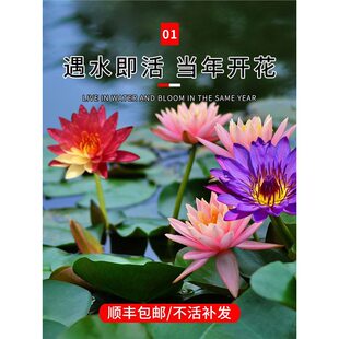 ˯ɏˮ��ֲ���ļ��_���~�׳����ɻ�����ˮ�B���K����������ɏ�N��