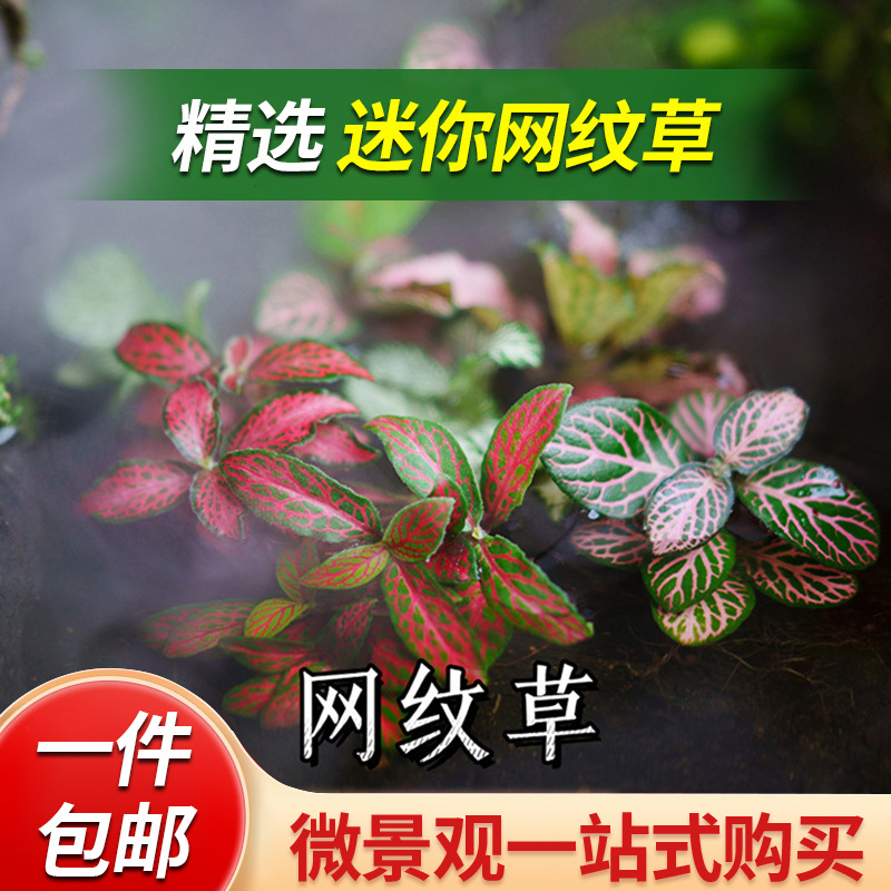 「空城里」网纹草创意迷你植物苔藓微景观生态瓶水陆缸造景吸水石