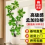 孟加拉落地盆栽客厅榕树