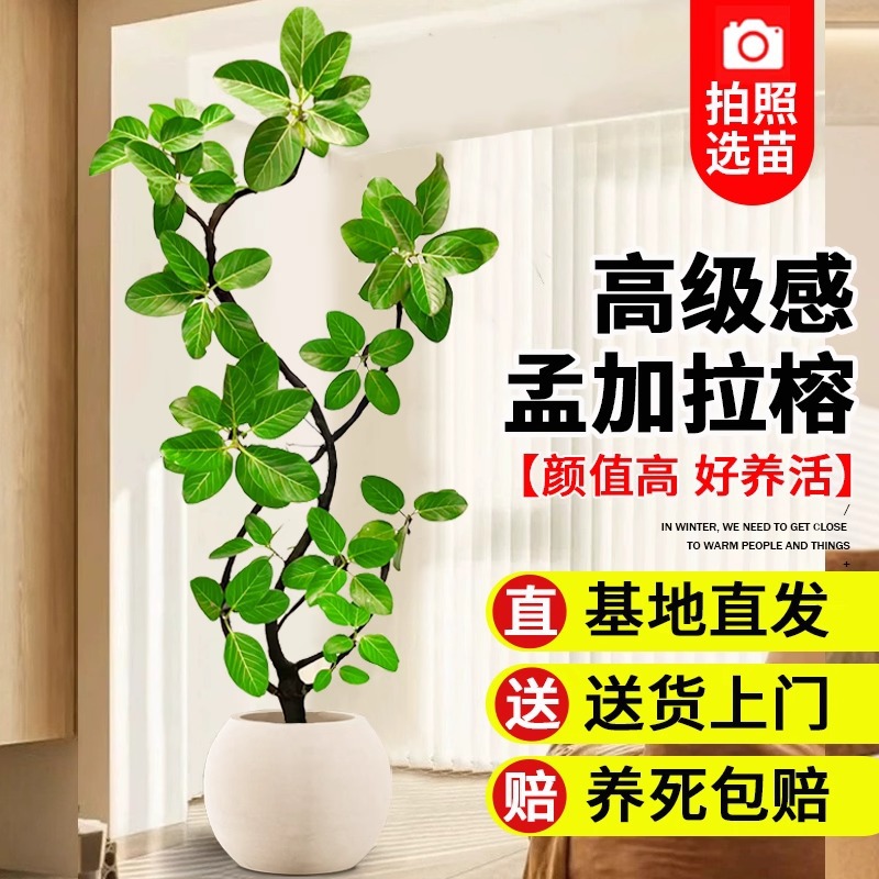 网红孟加拉榕盆栽大型室内客厅绿植黄金榕高山榕树落地真花旺宅树