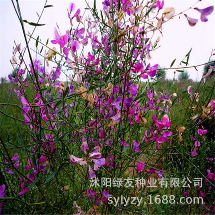 花棒种子 花棒沙漠种子