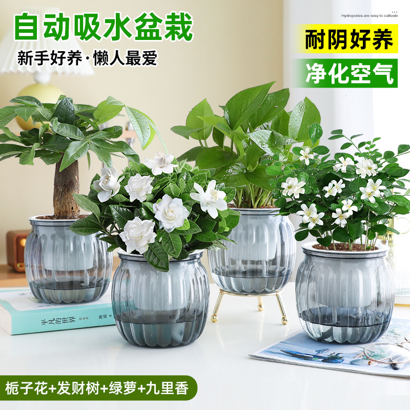 [베스트셀러 4화분] 치자나무 + 돈나무 + 청무 + 구리향