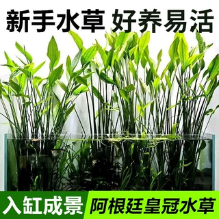阿根廷皇冠水草鱼缸造景阿根廷水草挺水植物水上阴性淡水水下叶