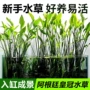 阿根廷植物水下水上水草