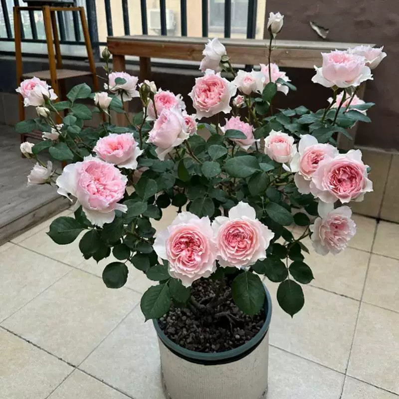 Новые розовые розы Моника Дэвид, сильный аромат, цветение круглый год, для двора, балкона, в горшке.