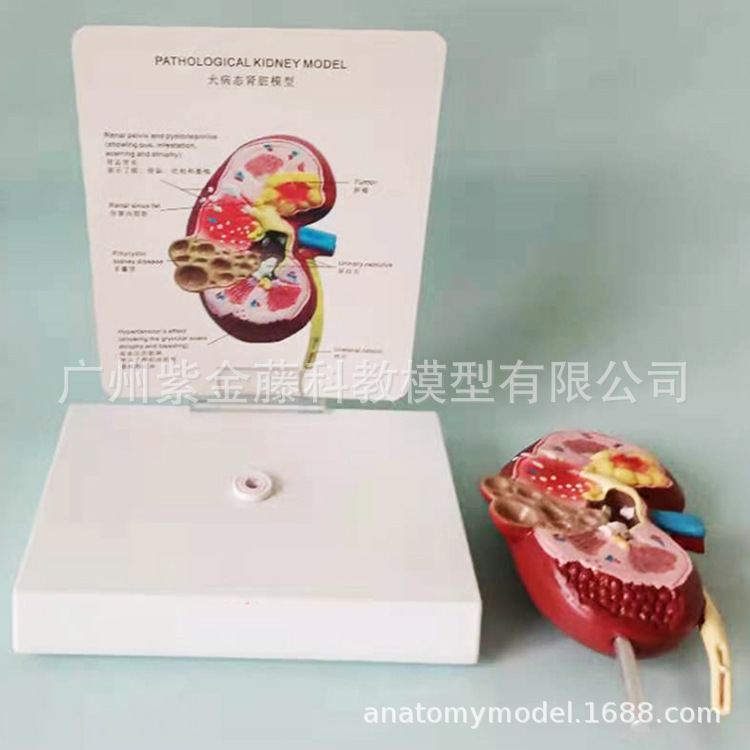 Dog Kidney Disease Model Animal Kidney Anatomy Model Dog Lesion Model Canine Pet Animal Anatomy Veterinary Use