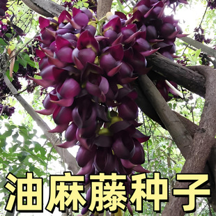 ���������ٷN����ľ��Ԯ�N��ţ�R�ٴ�Ѫ�������ٷN���G�����ٷN��