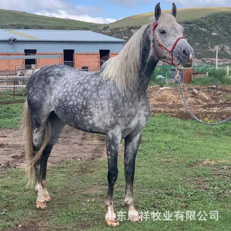 婚庆用骑乘大马什么颜色的好 俱乐部教学马多少钱 大小马匹回收